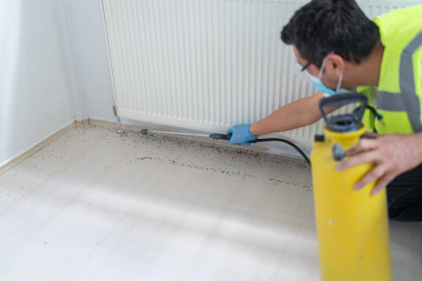 Best Local Pest Control Services  in Pickens, MS